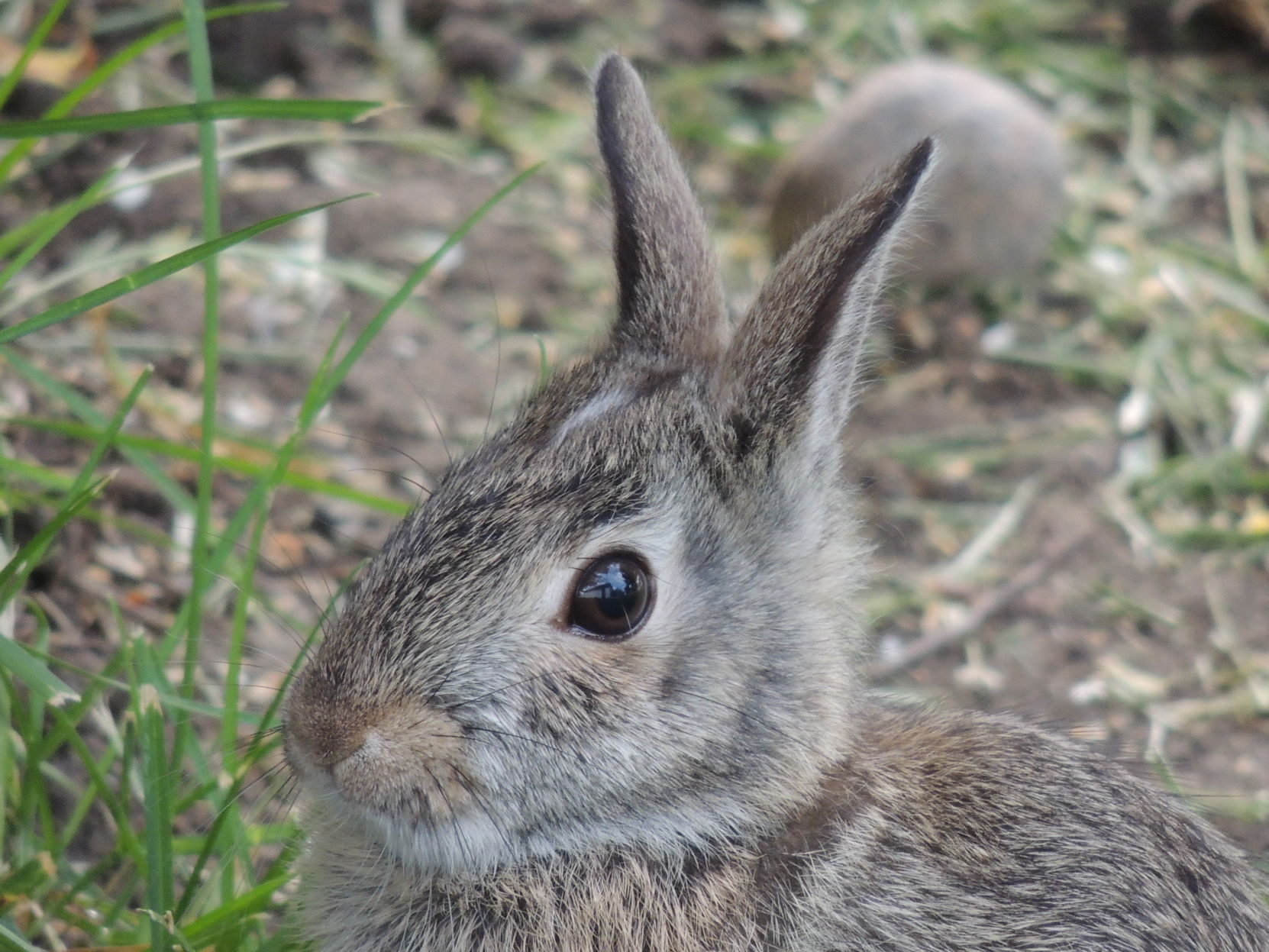 Young Bunny